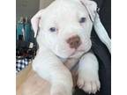 American Pit Bull Terrier Puppy for sale in Glendale, AZ, USA