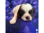 Shih Tzu Puppy for sale in Greenwood, DE, USA