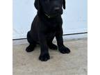 Labrador Retriever Puppy for sale in Tescott, KS, USA