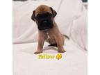Bullmastiff Puppy for sale in Frederick, MD, USA