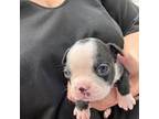 Boston Terrier Puppy for sale in Highland, NY, USA