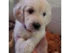 Goldendoodle Puppy for sale in West Springfield, MA, USA