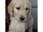 Goldendoodle Puppy for sale in West Springfield, MA, USA