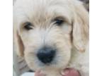 Goldendoodle Puppy for sale in West Springfield, MA, USA