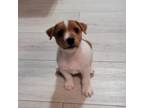 Parson Russell Terrier Puppy for sale in Brooklyn, NY, USA