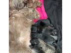 Shih Tzu Puppy for sale in Jersey City, NJ, USA