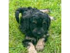 Mutt Puppy for sale in Bayfield, WI, USA