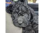 Mutt Puppy for sale in Bayfield, WI, USA