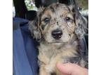 Mutt Puppy for sale in Bayfield, WI, USA