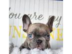 French Bulldog Puppy for sale in Cartersville, GA, USA