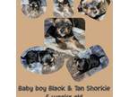 Shorkie Tzu Puppy for sale in Livingston, LA, USA