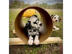 Dalmatian Puppy for sale in Aledo, TX, USA