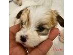 Maltipoo Puppy for sale in Lancaster, CA, USA