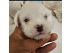 Maltipoo Puppy for sale in Lancaster, CA, USA