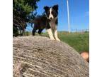 Border Collie Puppy for sale in Rocky, OK, USA