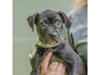 Adopt Alexis a Pit Bull Terrier, Black Labrador Retriever