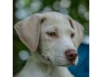Adopt Chandler a Pit Bull Terrier, Labrador Retriever