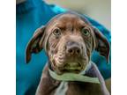 Adopt Artie a Pit Bull Terrier, Chocolate Labrador Retriever