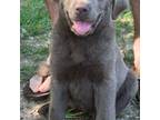 Labrador Retriever Puppy for sale in Malvern, AR, USA