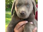 Labrador Retriever Puppy for sale in Malvern, AR, USA