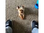 Yorkshire Terrier Puppy for sale in Millington, TN, USA