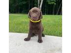 Labrador Retriever Puppy for sale in Hebron, OH, USA