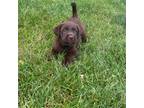 Labrador Retriever Puppy for sale in Hebron, OH, USA