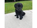 Labrador Retriever Puppy for sale in Hebron, OH, USA