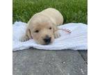 Golden Retriever Puppy for sale in Versailles, MO, USA