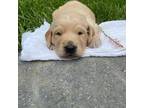 Golden Retriever Puppy for sale in Versailles, MO, USA