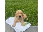 Golden Retriever Puppy for sale in Versailles, MO, USA