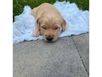 Golden Retriever Puppy for sale in Versailles, MO, USA