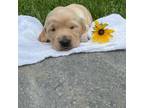 Golden Retriever Puppy for sale in Versailles, MO, USA