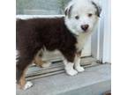 Miniature Australian Shepherd Puppy for sale in Lehi, UT, USA