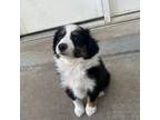 Miniature Australian Shepherd Puppy for sale in Lehi, UT, USA