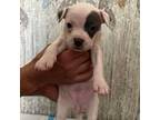 American Pit Bull Terrier Puppy for sale in Monticello, FL, USA