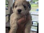 Shih-Poo Puppy for sale in Dorchester, SC, USA