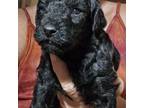 Mutt Puppy for sale in Broaddus, TX, USA