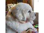 Golden Retriever Puppy for sale in Terre Haute, IN, USA