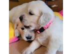 Golden Retriever Puppy for sale in Terre Haute, IN, USA