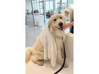 Adopt Kevin a Great Pyrenees