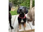 Adopt Jeremy a Hound, Mixed Breed