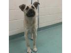 Adopt Sushi Roll a Mixed Breed
