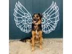 Adopt Porter a English Shepherd, Mixed Breed