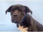 Adopt Mater a Pit Bull Terrier, Mixed Breed