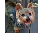 Adopt Toto a Yorkshire Terrier
