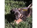 Adopt Juno a German Shepherd Dog, Australian Cattle Dog / Blue Heeler