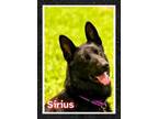 Adopt Sirius a German Shepherd Dog