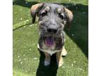 Adopt Winston SH-0706 a Terrier