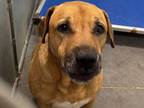 Adopt TEBOW a Black Mouth Cur